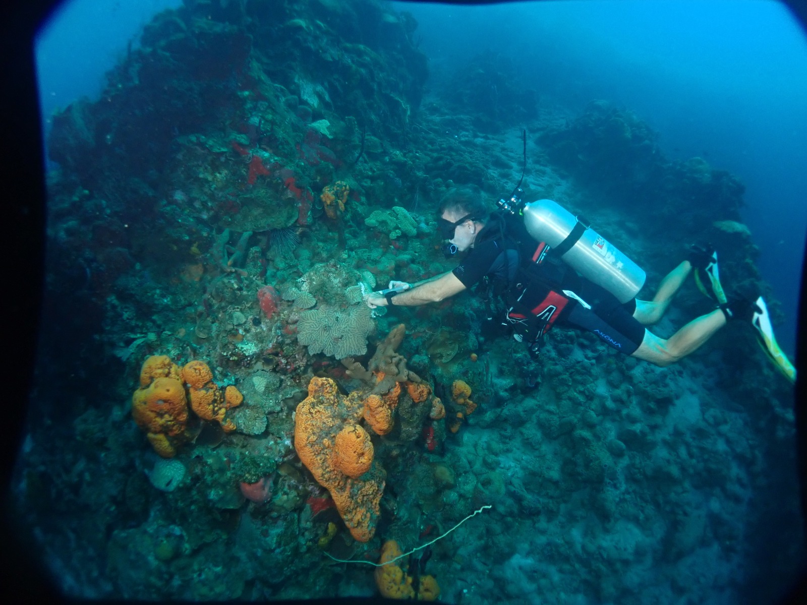 Volunteer Treating Coral
