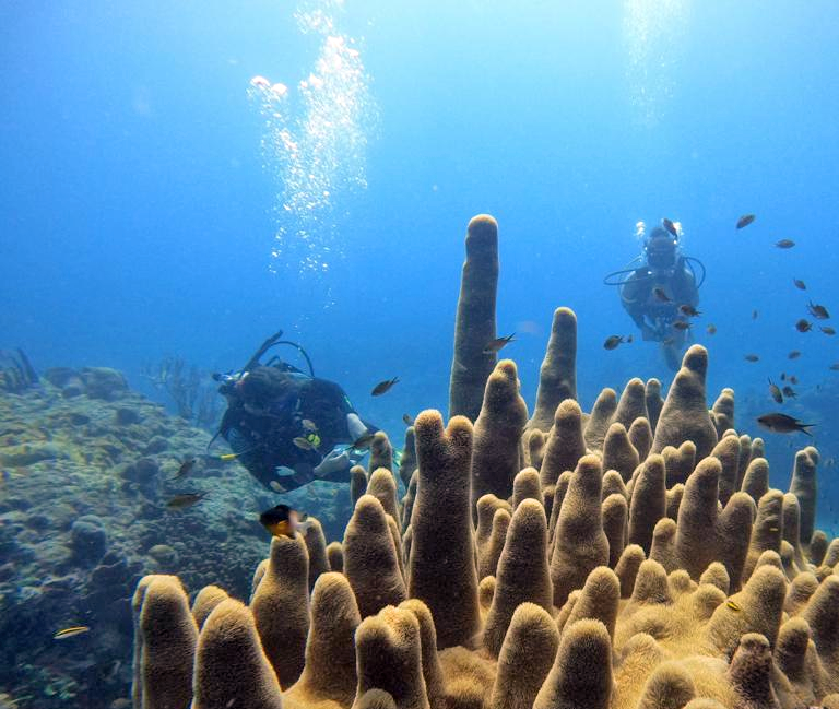 Pillar Coral in Dominica