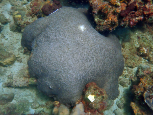  Boulder Brain Coral with Lesion